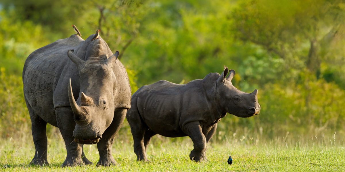 Rhino2